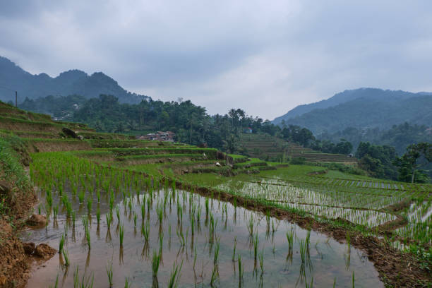 istock Agrarian Artistry: Beautiful Terraced Rice Fields in Rural Areas 2154221544