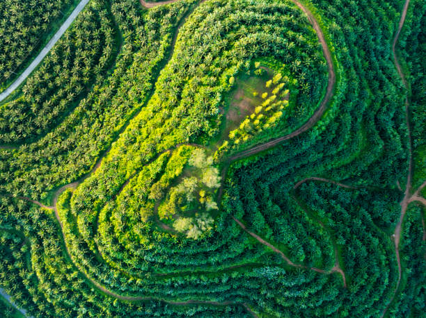 istock Aerial view of forest trees Rainforest ecosystem and healthy environment background 2154221741