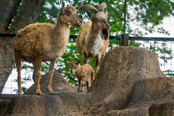 A playful group of goats roam freely in their zoo enclosure, showcasing their curious and lively nature.