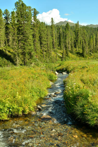 istock A small stormy river flows through a clearing of tall grass towards a dense coniferous forest in the mountains on a cloudy summer day. 2154224989