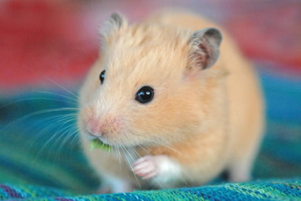 istock Close-up of Golden Hamster 2154225021
