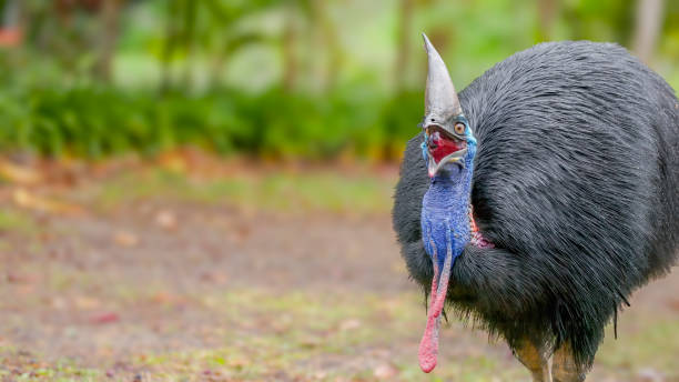 istock front view of a southern cassowary swallowing fruit 2154226597