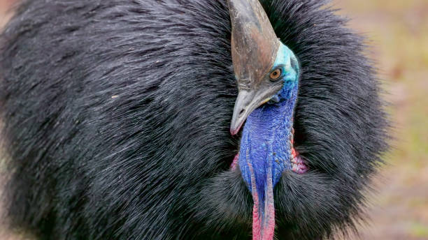istock close up of a southern cassowary facing the camera 2154226613