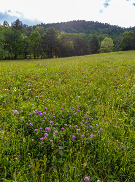 Wildflowers and Green Meadow on The Cades Cove Loop, Great Smoky Mountains National Park, Tennessee, USA