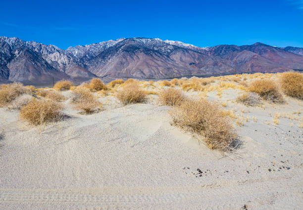 Dry Creosote Bushes on Sand Dunes With The Snow Capped Sierra Nevada Mountains, Olancha Dunes, California, USA