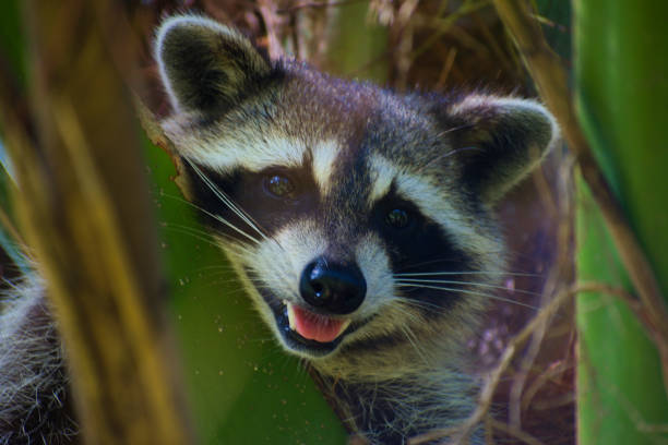 istock A Raccoon Climbing on the Tree 2154227820