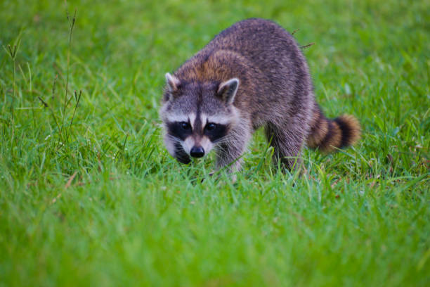 istock A Raccoon Walking in the Meadow 2154227846