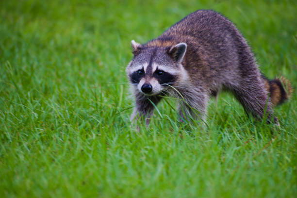 istock A Raccoon Walking in the Meadow 2154227867