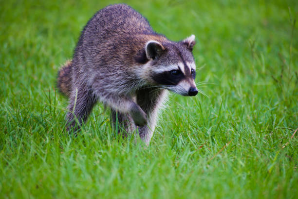 istock A Raccoon Walking in the Meadow 2154227887