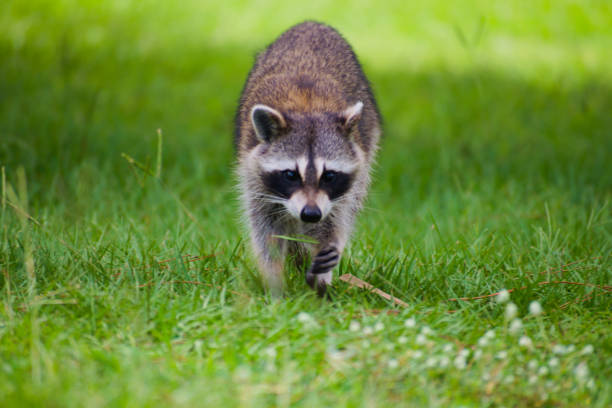 A close-up of a racoon looking at the camera as he sits curled up in a pine tree. Shot with a Canon 5D Mark IV.