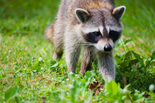 istock A Raccoon Walking in the Meadow 2154228452