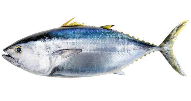 istock Delicious-looking sea diamond bluefin tuna with a fine physique. Realistic cutout white background illustration. 2154229525