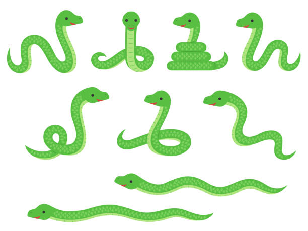 ilustraciones, imágenes clip art, dibujos animados e iconos de stock de conjunto de ilustración de serpientes largas verdes - largo longitud
