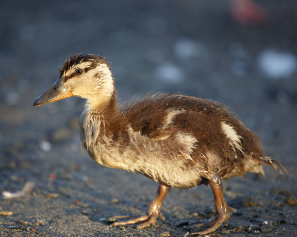 istock Duckling Walking on the Shoreline 2154230425
