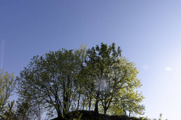 Tree top in the late afternoon sun in the middle of summer. Photographed on a sunny evening in Sweden during the month of July.