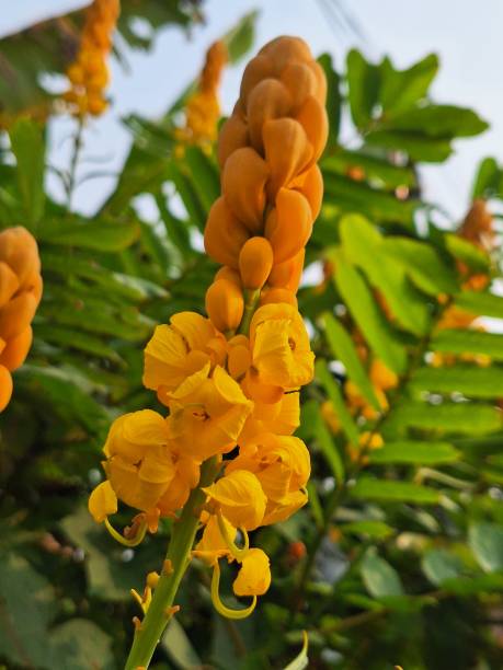 istock beautiful Chinese Ketepeng flower or Senna alata 2154234149