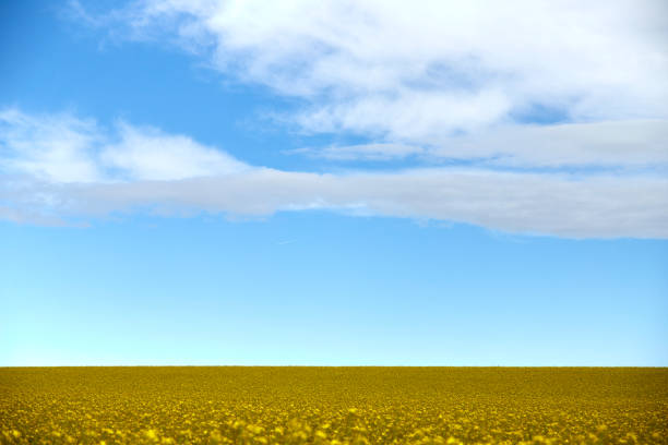 Farm and crops in rural Manitoba Canada