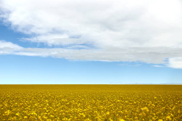 rapeseed field as background, blue and cloudy sky