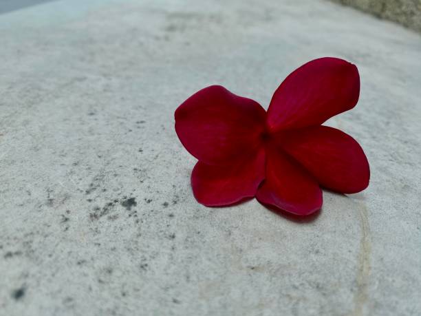 istock Plumeria tropical petal flower on the stone path 2154235362