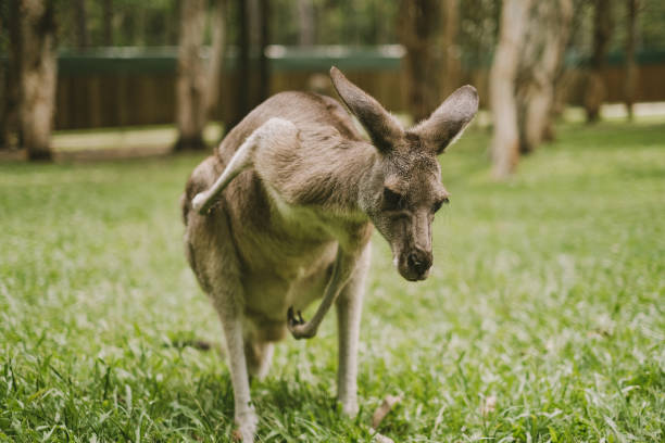 istock Adorable grey kangaroo scratching standing on green grass 2154235583