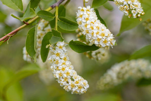 istock In spring, bird-cherry tree (Prunus padus) grows and blooms in nature 2154236178