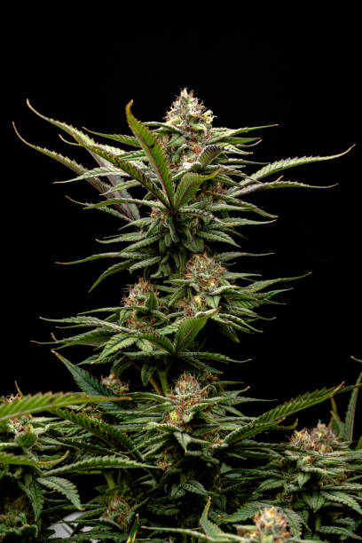 istock cannabis plant medical herb concept 2154237349