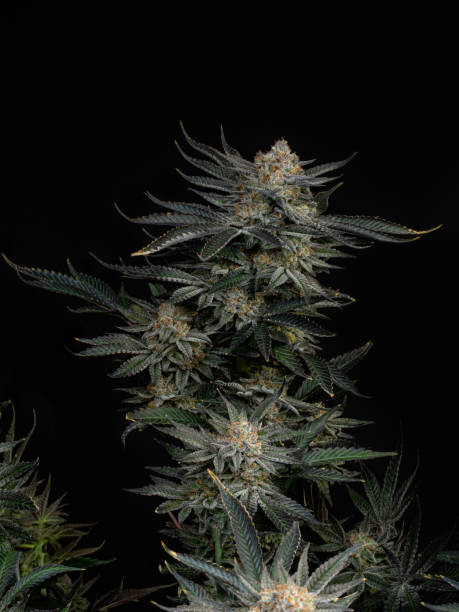istock cannabis plant medical herb concept 2154237377