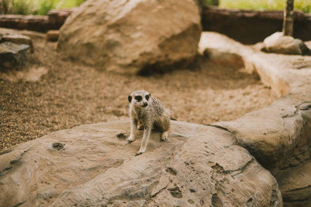 Cute meerkat suricate sitting on rocks in Australia Zoo.