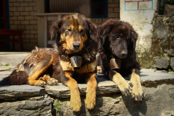 Two himalayan Sheepdogs with bell collars lying in the sun on the porch