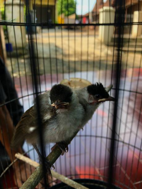 istock close-up of a finches chick 2154239069