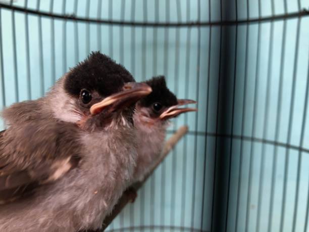 istock close-up of a finches chick 2154239143