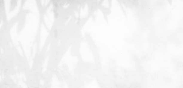 istock Shadow Background Abstract Leave Overlay Wall Floor Light Effect White Plant Sunlight Backdrop Mockup Minimal Spring Summer Nature Grey blur Photography Scene Template Poster Card Frame Product. 2154239273
