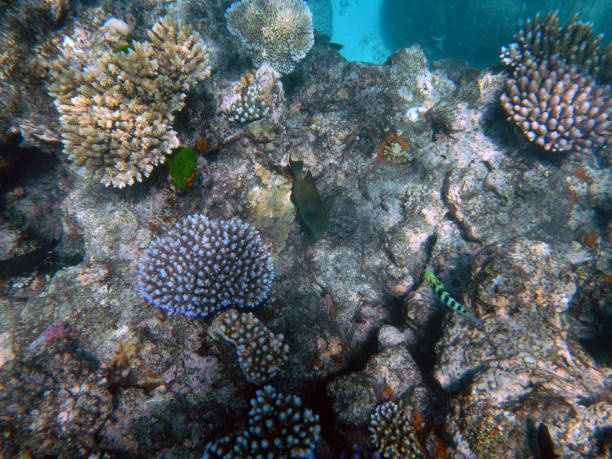 istock Corals underwater during snorkeling on the Great Barrier Reef, Australia 2154239408
