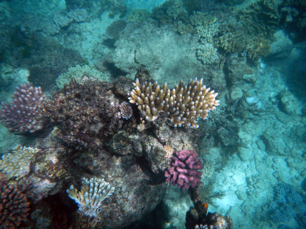 istock Corals underwater during snorkeling on the Great Barrier Reef, Australia 2154239413