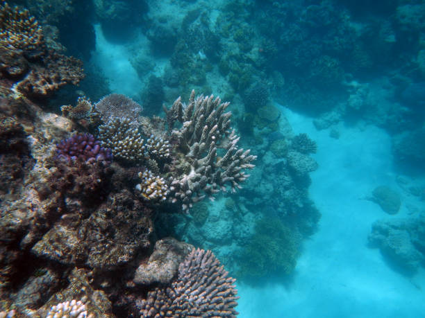 istock Corals underwater during snorkeling on the Great Barrier Reef, Australia 2154239421