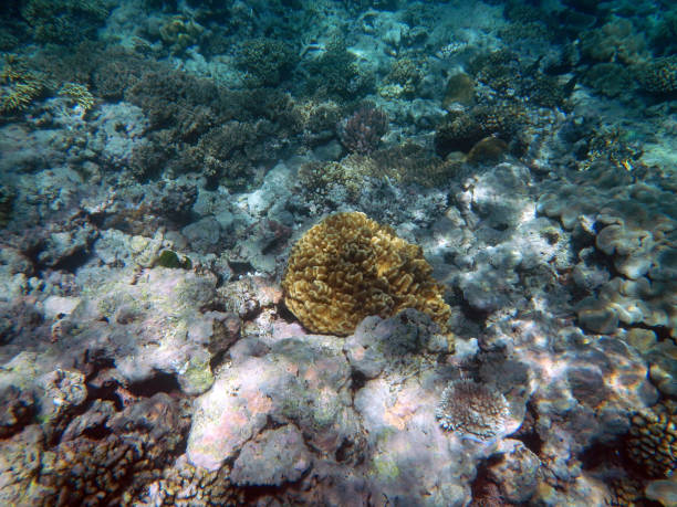 istock Corals underwater during snorkeling on the Great Barrier Reef, Australia 2154239461