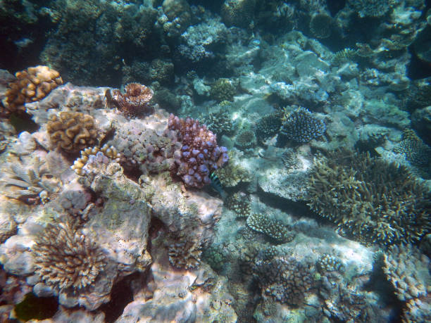 istock Corals underwater during snorkeling on the Great Barrier Reef, Australia 2154239466