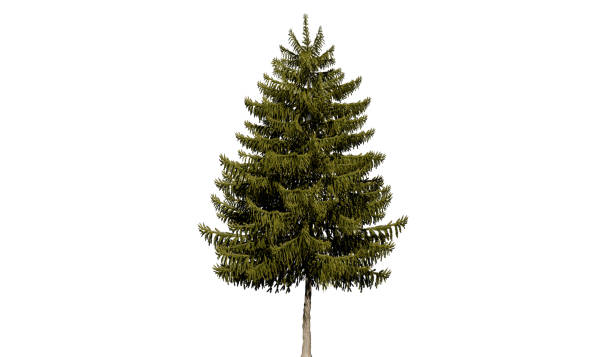 istock Green wide tree cut out - spruce (picea obovata) - 3D Illustration 2154239605