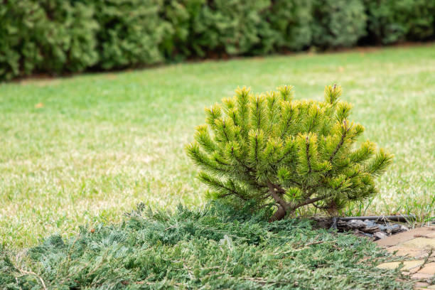 istock Cultivar dwarf mountain pine Pinus mugo var. pumilio on a backyard. Mountain pine, dwarf mountain pine, scrub mountain pine, Swiss mountain pine. Garden design concept. 2154241638