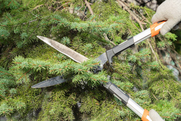istock Gardener pruning, spruce, fir tree with hedge shears. Pruning, trimming spruce, fir tree with garden scissors. Cutting branches clippers in garden. 2154241675