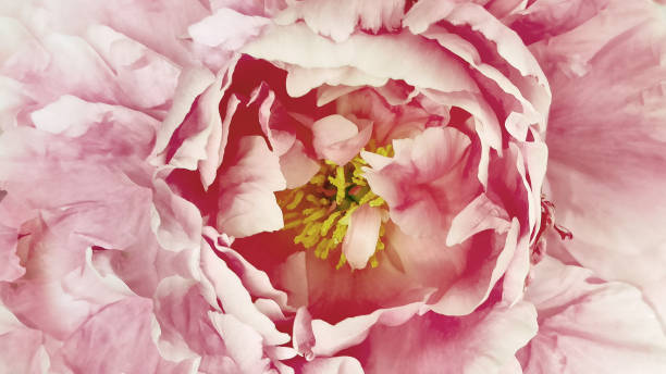 istock Peony flower. Floral  pink background.  Macro.   Nature. 2154242785