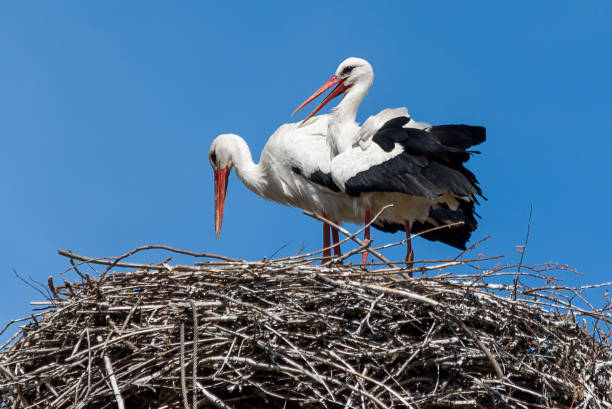 istock Above view on one female white big stork in nest 2154243510