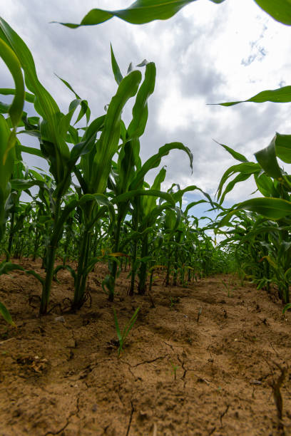 istock Young corn plants growing on the field on a sunny day. Selective focus 2154245440
