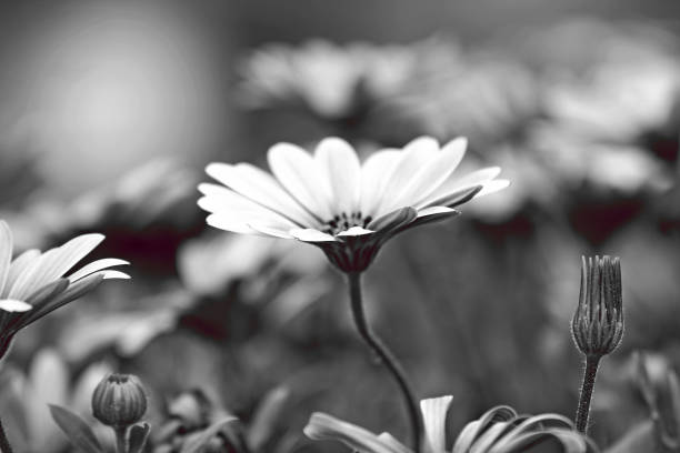 A white osteospermum ecklonis flower in black and white