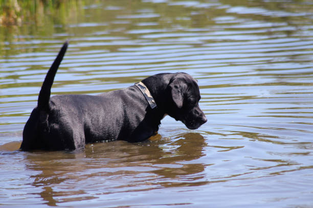 istock A dog out on a lake looking for fish 2154245550