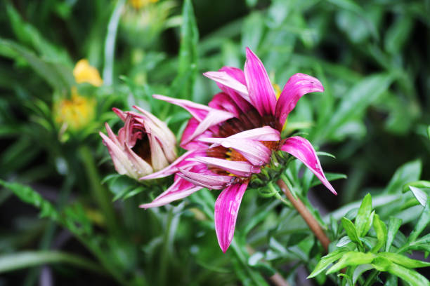 Wet ganzania flowers