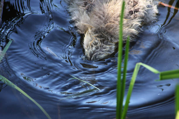 A little gosling with it’s head under water