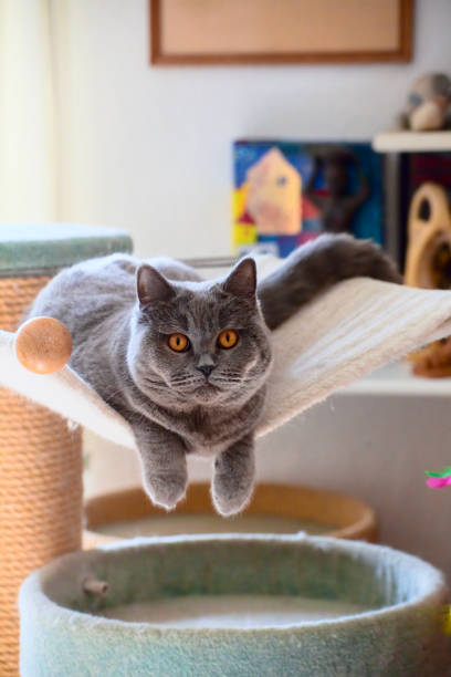 istock British shorthair cat lying in a cat tree hammock staring at the camera 2154245884