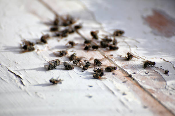 istock A heap of dead flesh flies (Sarcophaga species) 2154245896