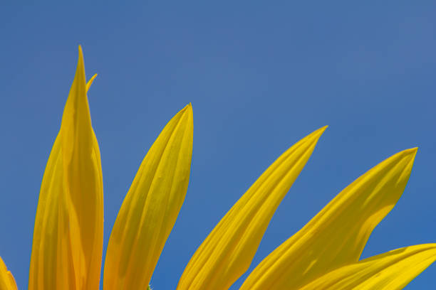 Agricultural field with yellow sunflowers against the sky with clouds.Sunflower field.Gold sunset. Sunflower closeup.Agrarian industry. Photo of cultivation land.flowers image